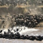The Great Migration in Tanzania