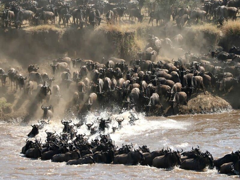 The Great Migration in Tanzania
