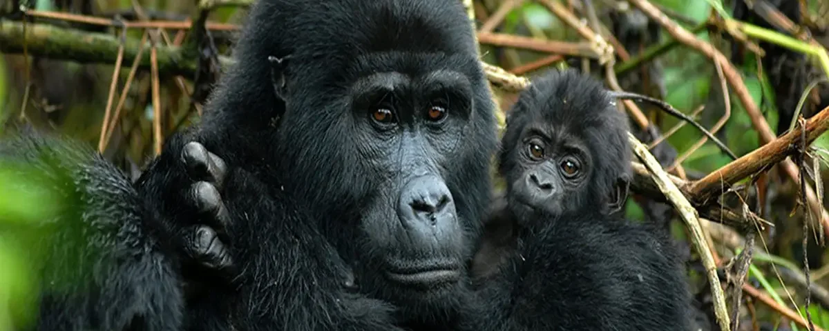 Uganda Gorilla Tours from Canada