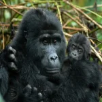 Uganda Gorilla Tours from Canada