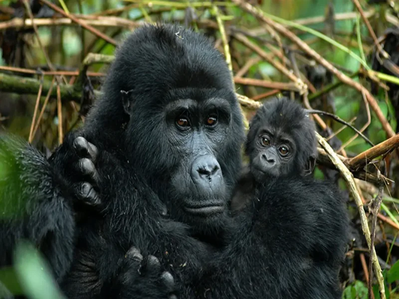 Uganda Gorilla Tours from Canada