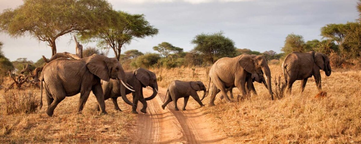 12 Days Tanzania Safari & Uganda Gorilla Trekking Tour