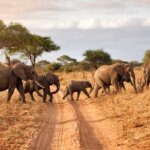 12 Days Tanzania Safari & Uganda Gorilla Trekking Tour