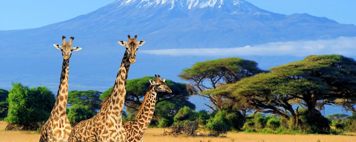 8 Days Tanzania Safari & Uganda Gorilla Trekking Tour