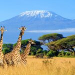 8 Days Tanzania Safari & Uganda Gorilla Trekking Tour