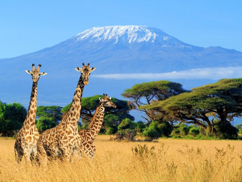 8 Days Tanzania Safari & Uganda Gorilla Trekking Tour
