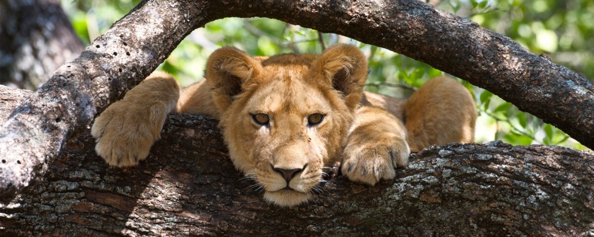 A Safari in Lake Manyara and Gorilla Trekking
