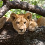 A Safari in Lake Manyara and Gorilla Trekking