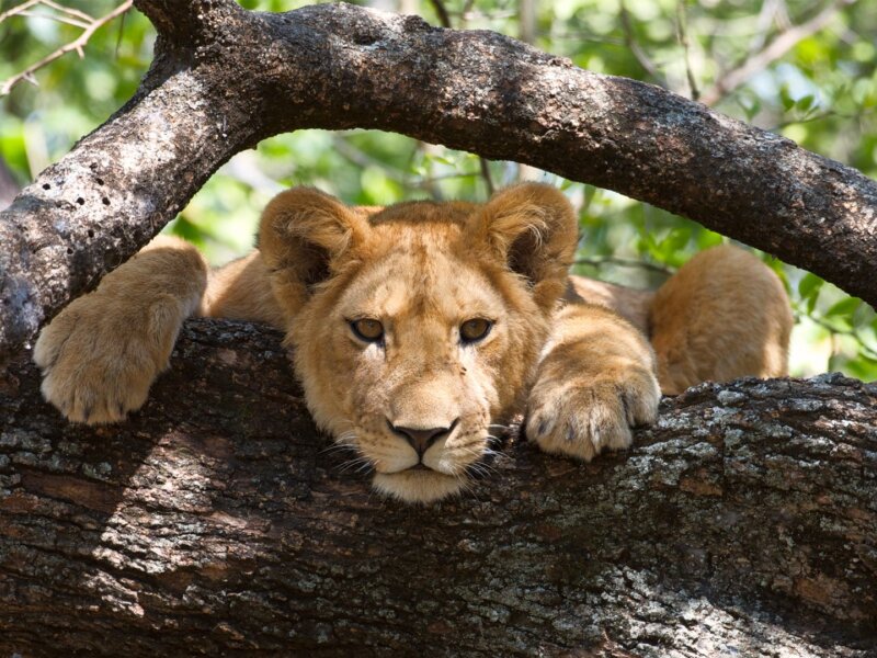 A Safari in Lake Manyara and Gorilla Trekking
