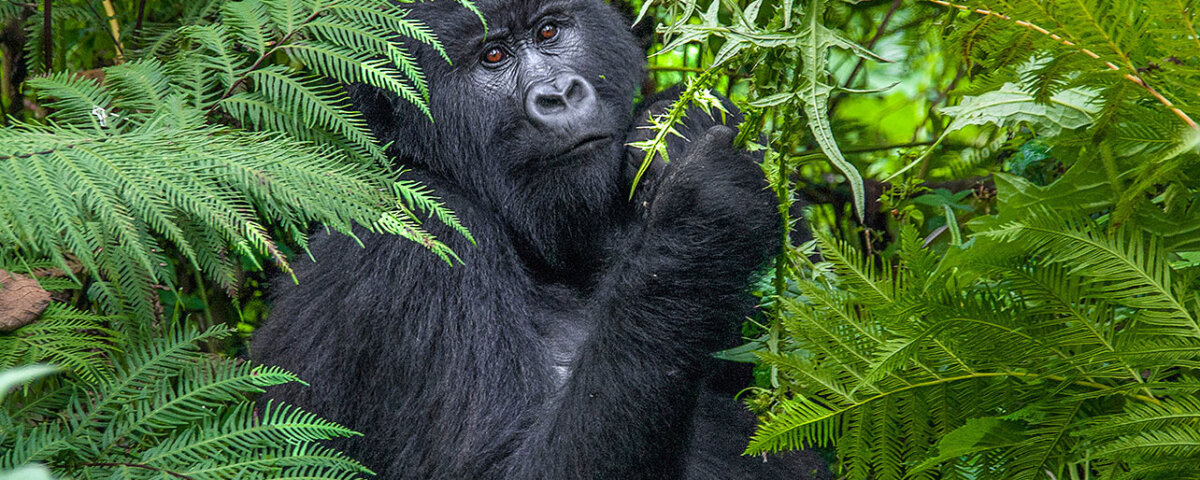 A Safari in Serengeti and Gorilla Trekking