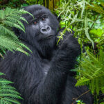 A Safari in Serengeti and Gorilla Trekking