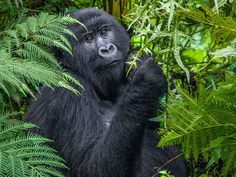 A Safari in Serengeti and Gorilla Trekking
