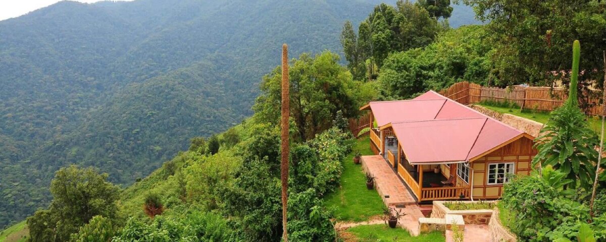 Gorilla Mist Camp
