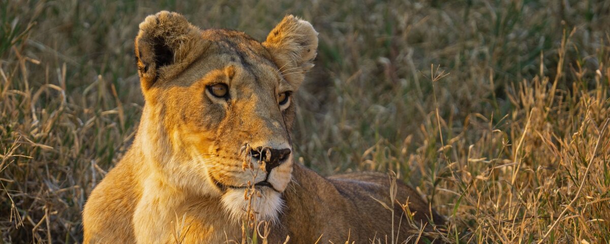 Ngorongoro Crater Safari with Gorilla Trekking