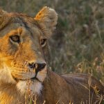 Ngorongoro Crater Safari with Gorilla Trekking