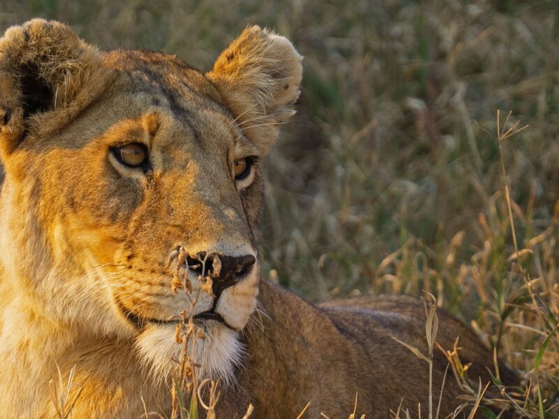 Ngorongoro Crater Safari with Gorilla Trekking