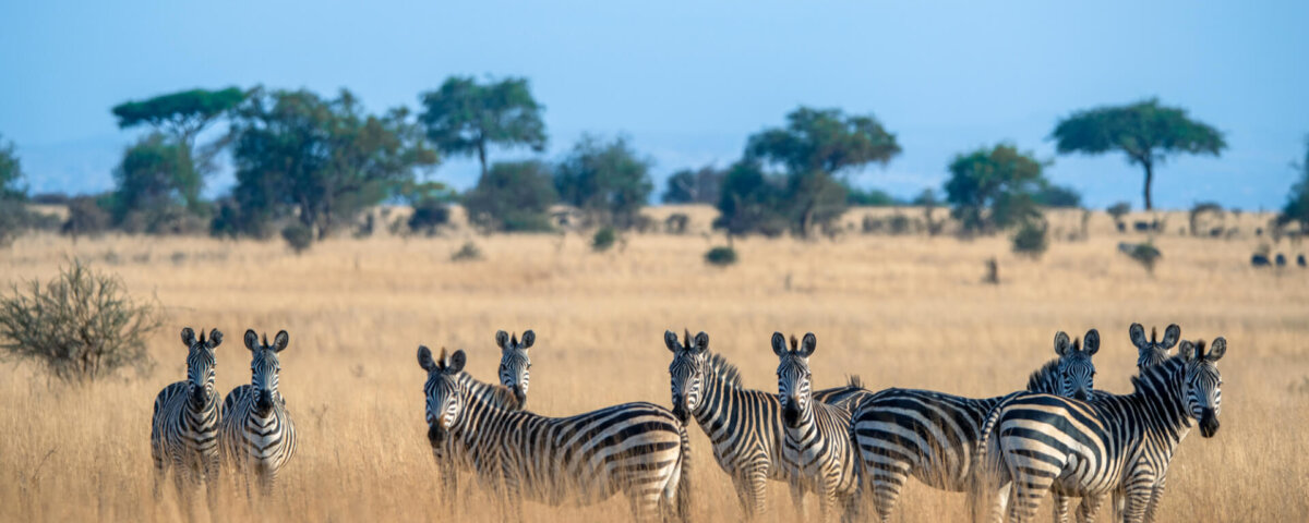 Tarangire safari with Uganda gorilla trekking