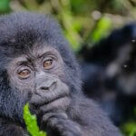 Things to Do in Bwindi After Gorilla Trekking