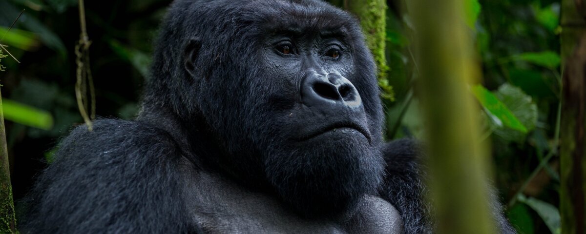 Uganda Gorilla Trekking from Kenya