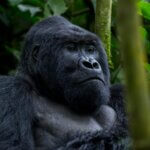 Uganda Gorilla Trekking from Kenya