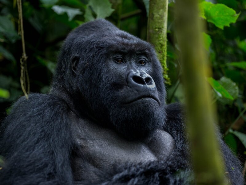 Uganda Gorilla Trekking from Kenya