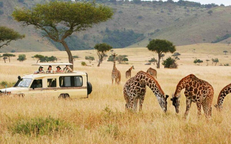 14 Days Kenya Uganda and Rwanda Safari 14 Days Kenya Uganda and Rwanda Safari
