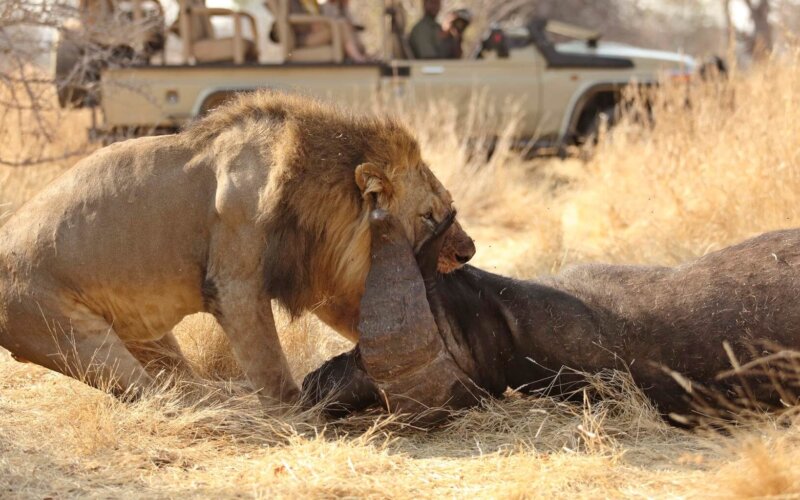 14 Days Kenya Uganda and Tanzania Safari 14 Days Kenya Uganda and Tanzania Safari