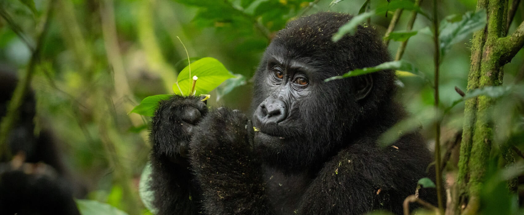 14 Days Kenya Uganda and Tanzania Safari - Bwindi
