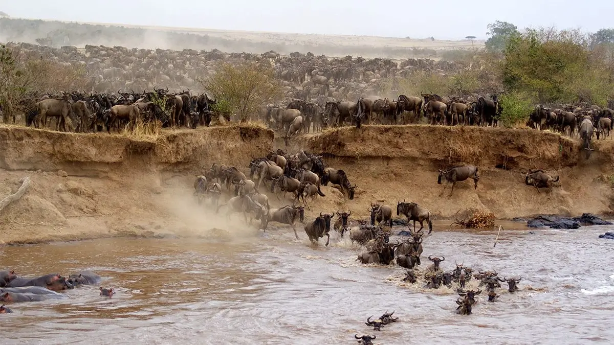 14 Days Kenya Uganda and Tanzania Safari - Masai