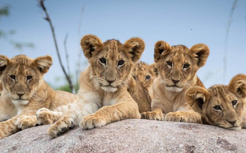 16 Days Kenya Tanzania and Uganda Safari 16 Days Kenya Tanzania and Uganda Safari