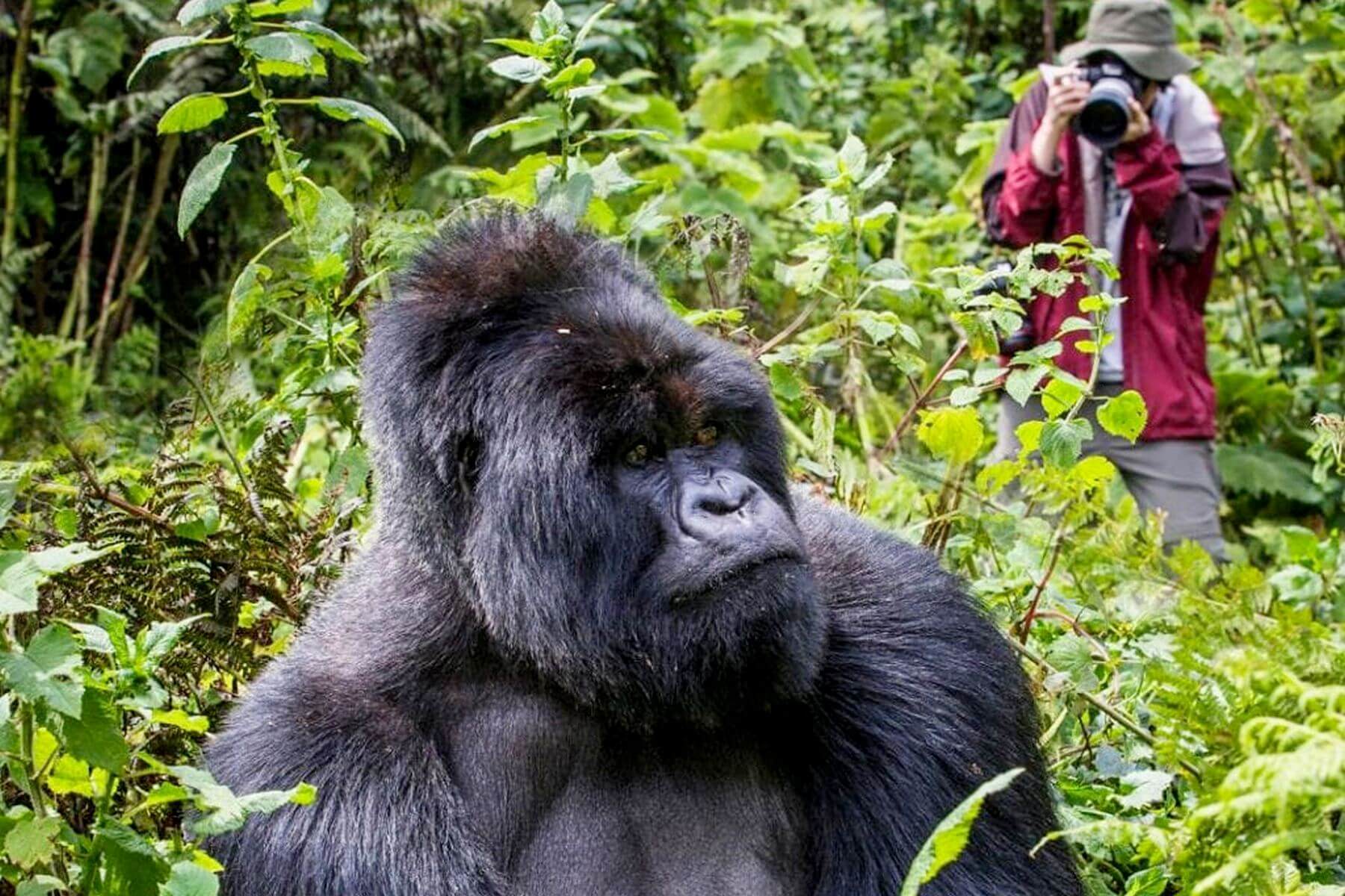 16 Days Kenya Tanzania and Uganda Safari - Bwindi