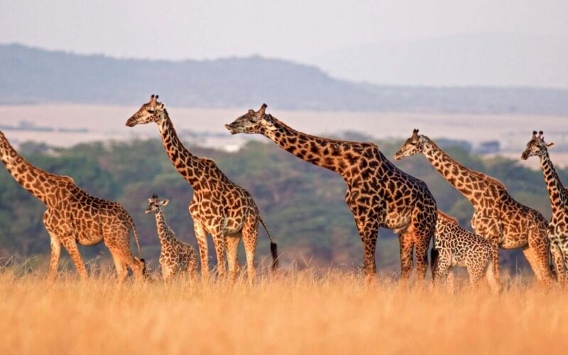 19 Days Uganda Kenya and Tanzania Safari 19 Days Uganda Kenya and Tanzania Safari