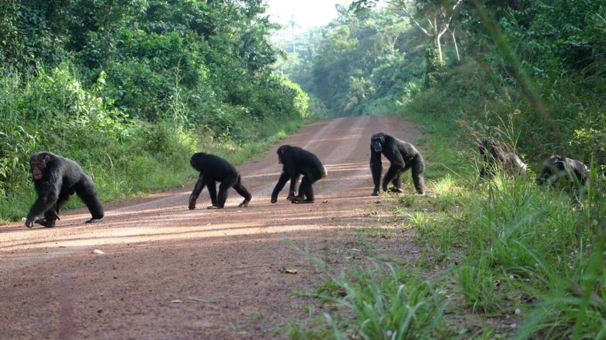 19 Days Uganda Kenya and Tanzania Safari Chimp Tracking