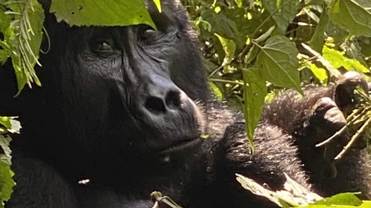 19 Days Uganda Kenya and Tanzania Safari