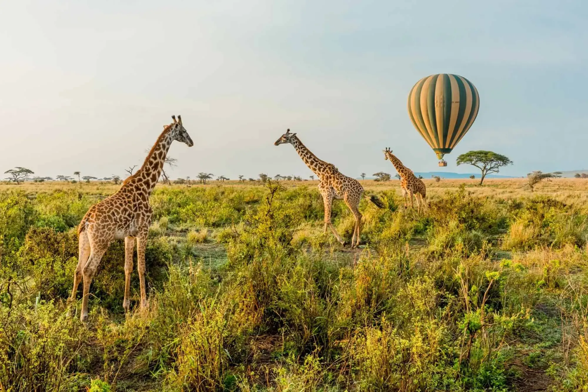 Combined East Africa Tours and Safaris