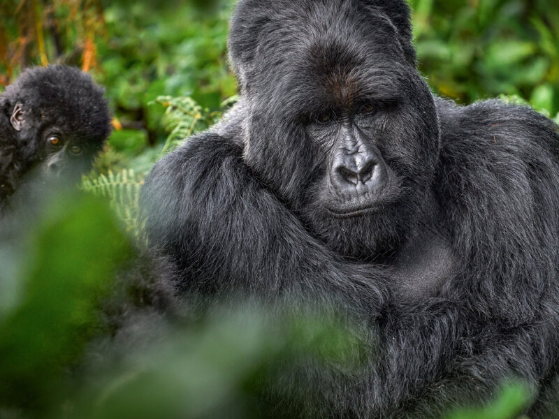 Gorilla Trekking in Bwindi vs Mgahinga National Park