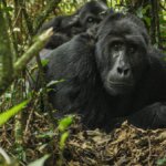 Gorilla Trekking in Uganda 2026- 2027