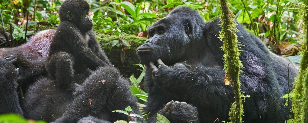 Uganda Gorilla Tours from Arusha Tanzania