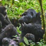 Uganda Gorilla Tours from Arusha Tanzania