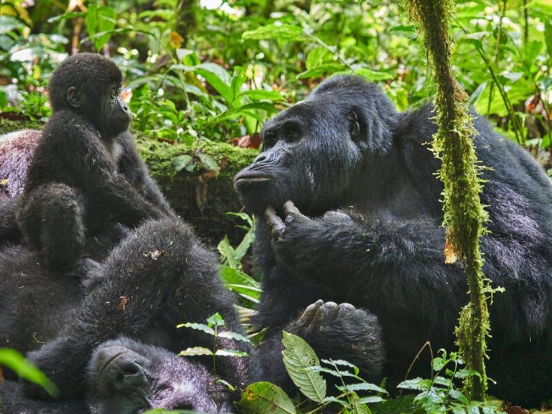 Uganda Gorilla Tours from Arusha Tanzania