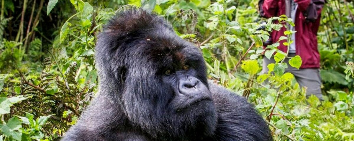 Uganda Gorilla Tours from Indonesia