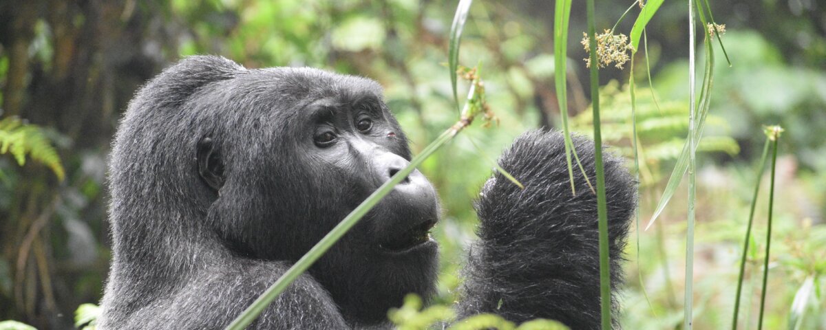 What is Gorilla Trekking Adventure