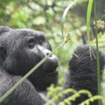 What is Gorilla Trekking Adventure