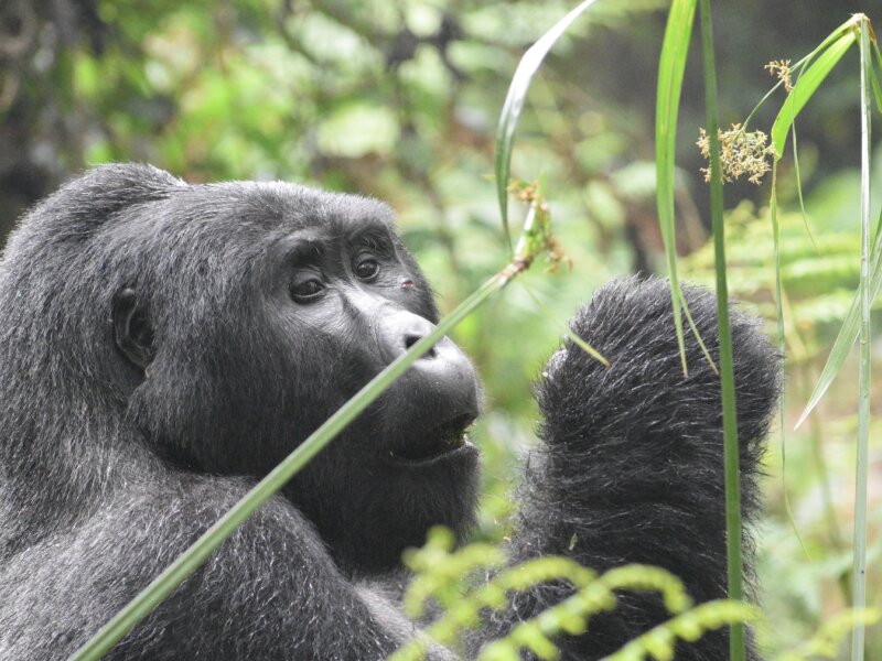 What is Gorilla Trekking Adventure