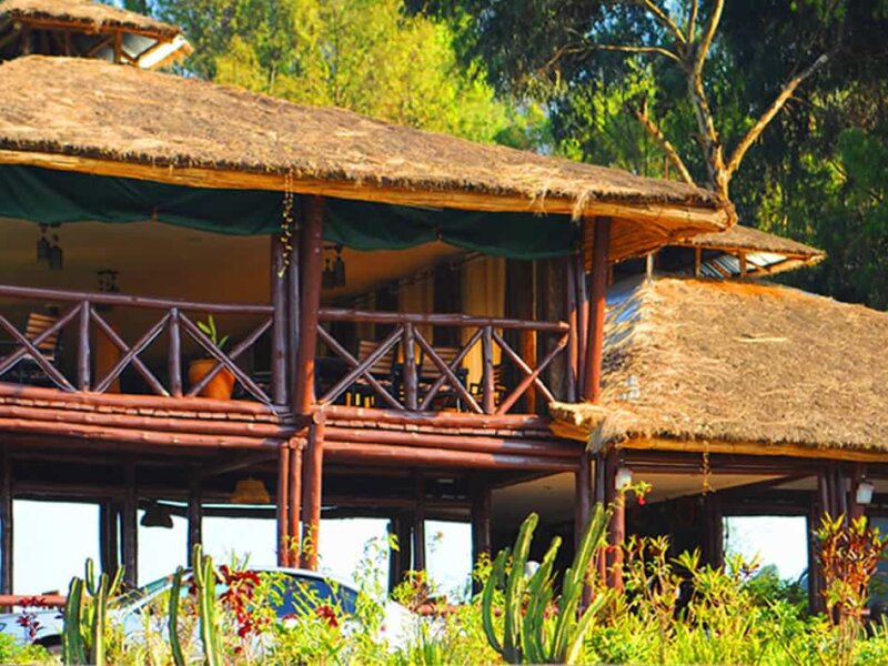 Da Vinci Gorilla Lodge