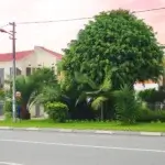 La Palme Hotel Rwanda