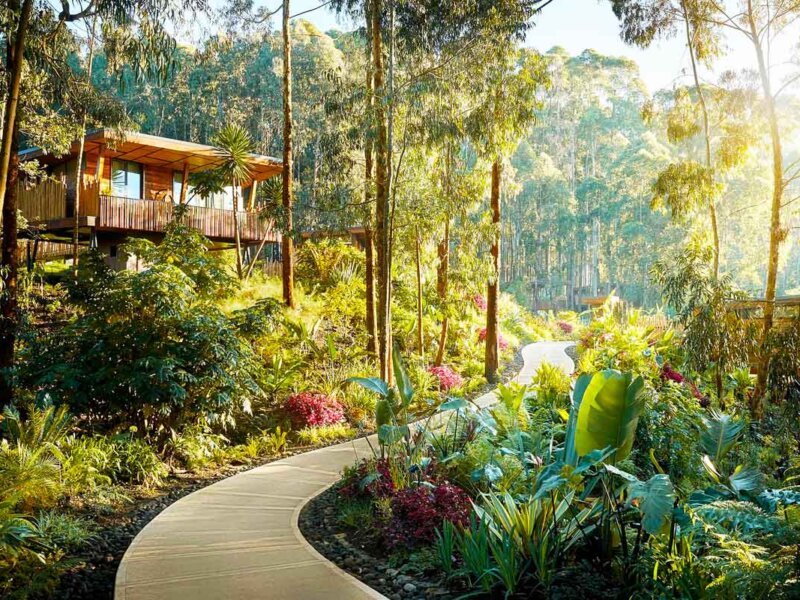 One and Only Gorilla’s Nest Lodge