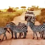 Giant Holiday Safaris – Why Sustainable Tourism Tanzania Is the Future of Safaris in Tanzania (2026–2027)