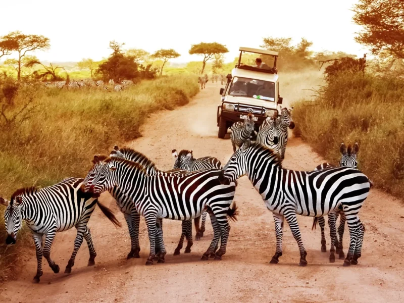 Giant Holiday Safaris – Why Sustainable Tourism Tanzania Is the Future of Safaris in Tanzania (2026–2027)