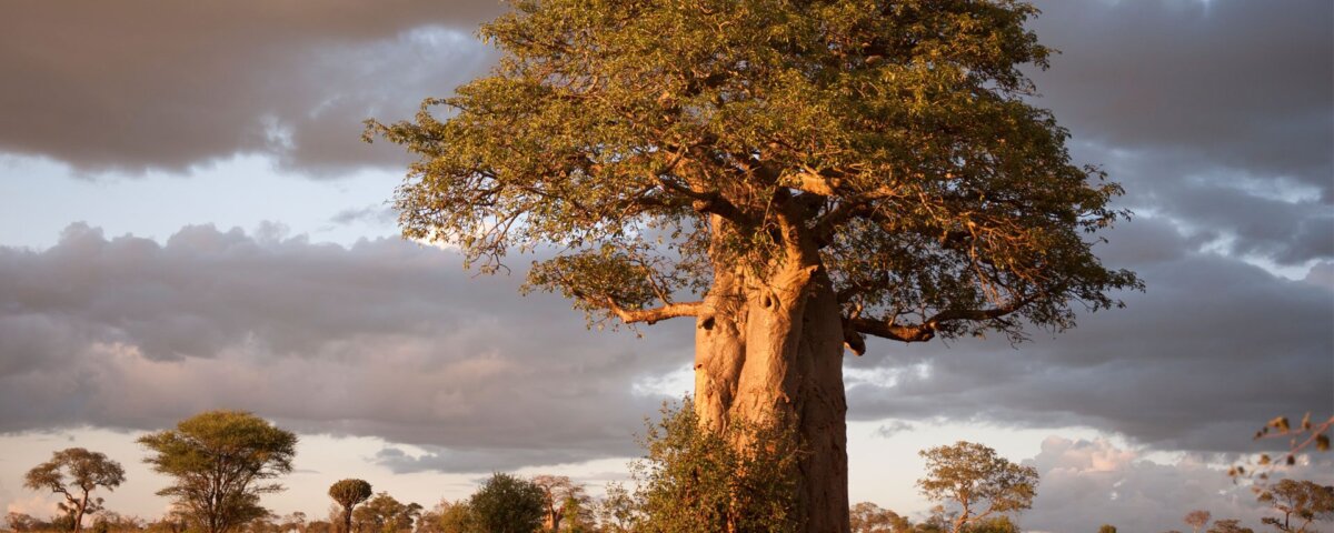 Tarangire Baobab Trees – Discover the Trees of Life on Your Tanzania Safari Tour
